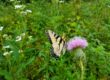 Tiger Swallowtail at Tsula Adohi