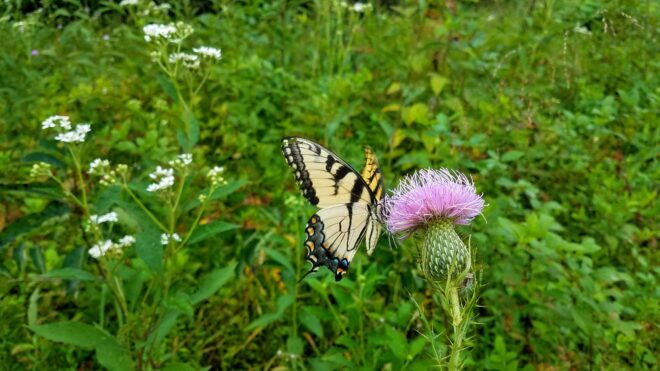 Tiger Swallowtail at Tsula Adohi
