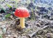 Mushroom