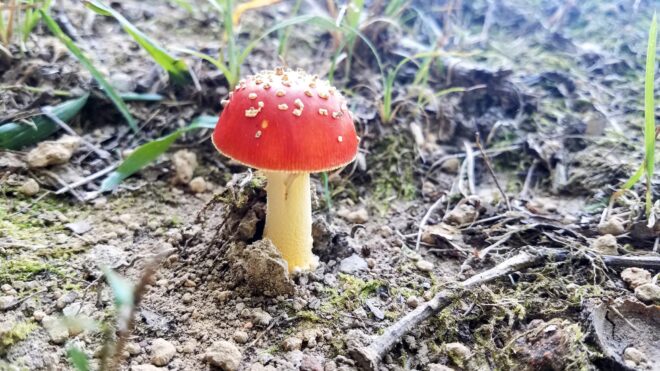 Mushroom Mushroom