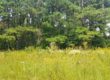 Tsula Adohi Meadow