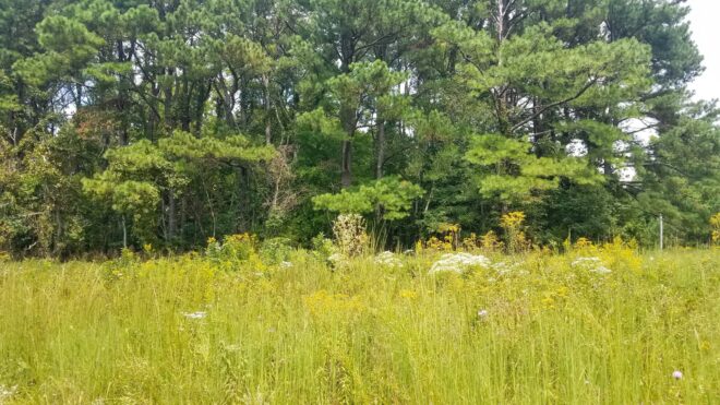 Tsula Adohi Meadow Tsula Adohi Meadow