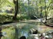 Tsula Adohi Bear Creek
